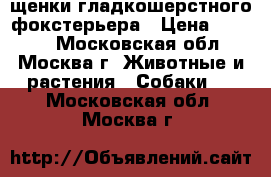 щенки гладкошерстного фокстерьера › Цена ­ 5 000 - Московская обл., Москва г. Животные и растения » Собаки   . Московская обл.,Москва г.